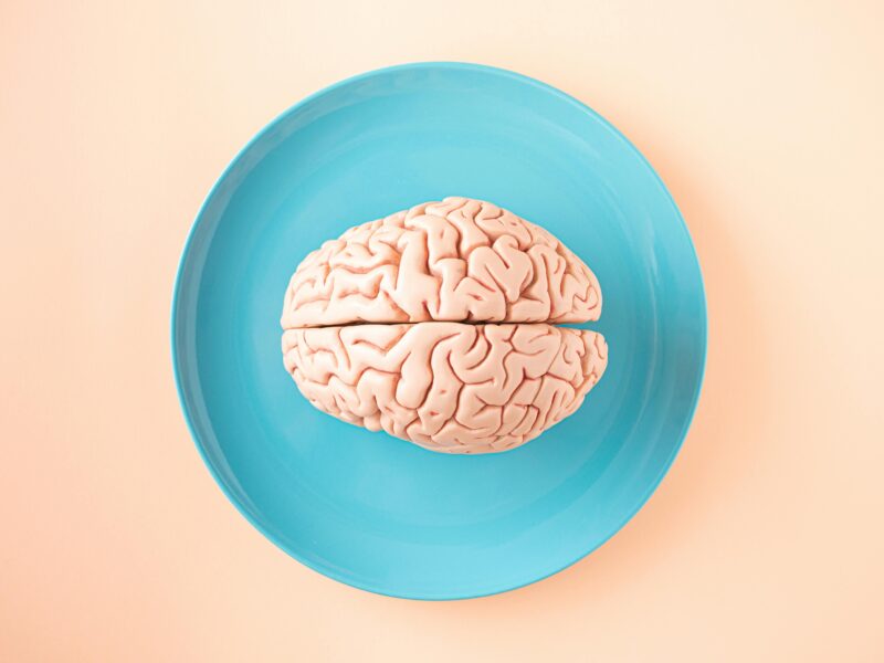 mozek na modrém talíři, maketa