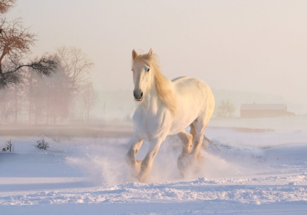 bílý kůň běžící po sněhové pláni