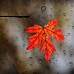 barevný podzimní list za oknem, na kterém jsou kapky deště